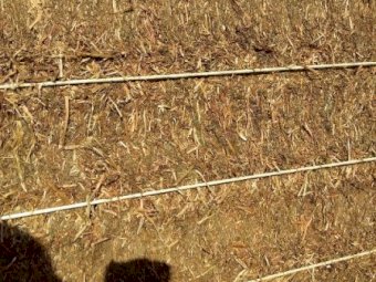 A1 22' Season Vetch Hay