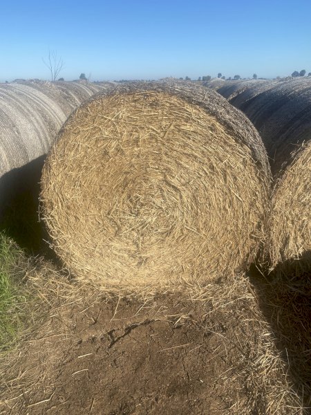 2022 Barley Hay