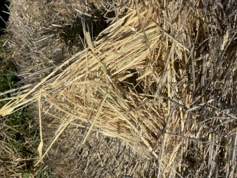 2022 Barley Hay