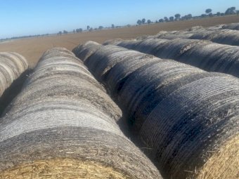 2022 Barley Hay