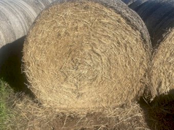 2022 Barley Hay