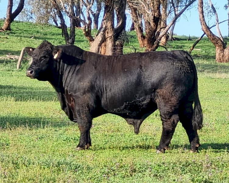ULTRABLACK BULL (RDMT19)