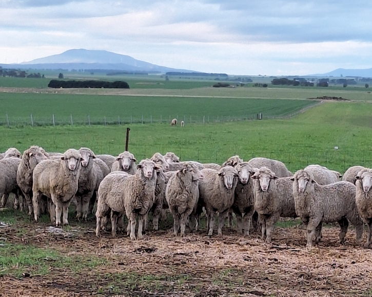 100 x Merino Ewes