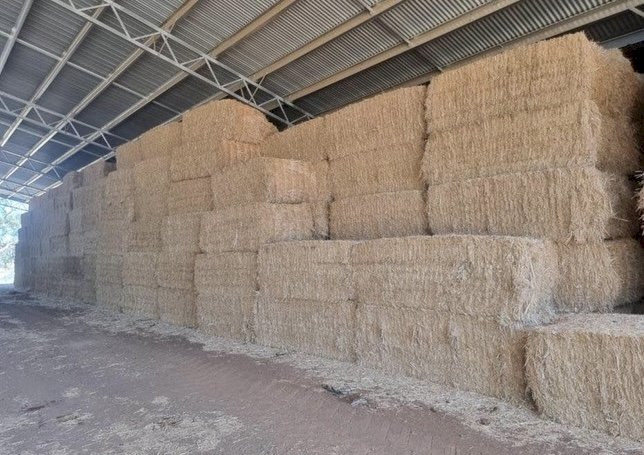 2023 Canola hay