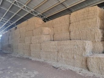 2023 Canola hay