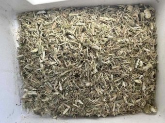 2023 Canola hay