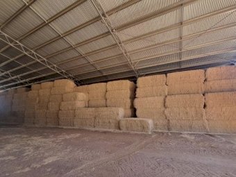 2023 Canola hay