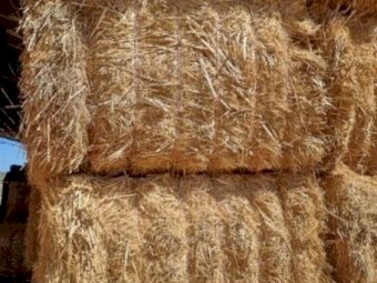 2023 Canola hay