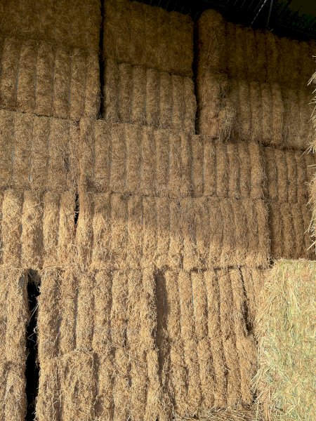 160mt Vetch Hay 620kg 8x4x3 Bales