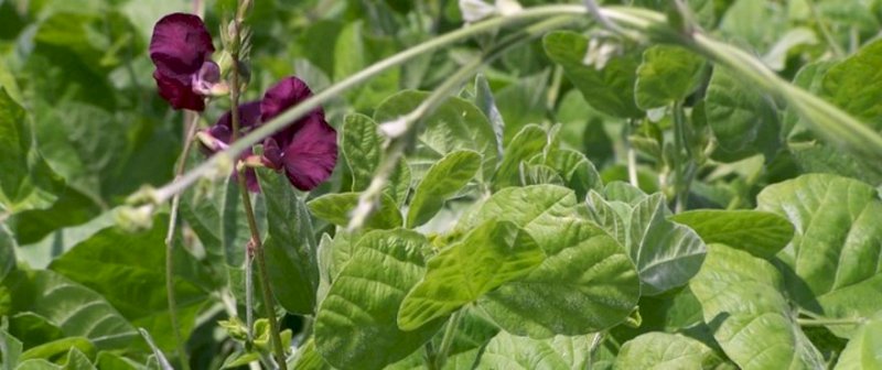 Ebony Cow Peas