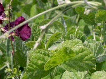 Ebony Cow Peas