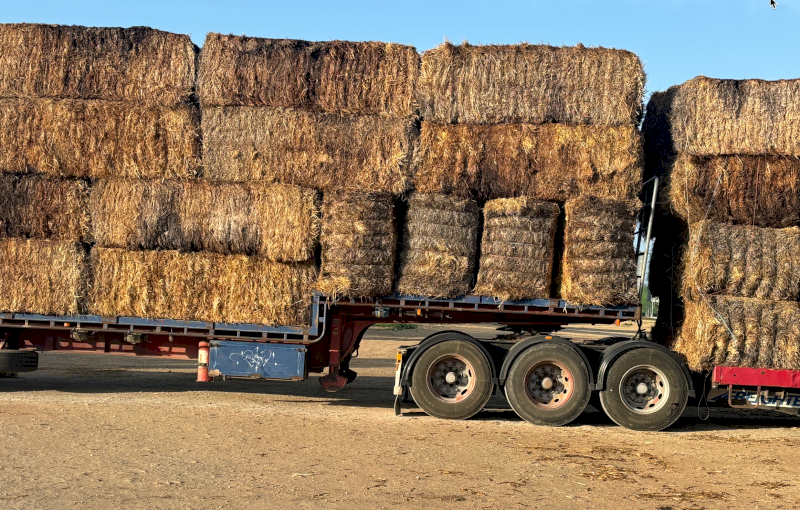 Semi Damaged Straw