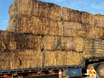 Semi Damaged Straw