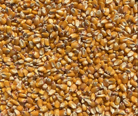 100MT Feed Maize