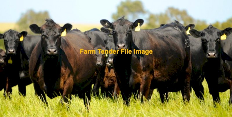 Angus Cows and Calves