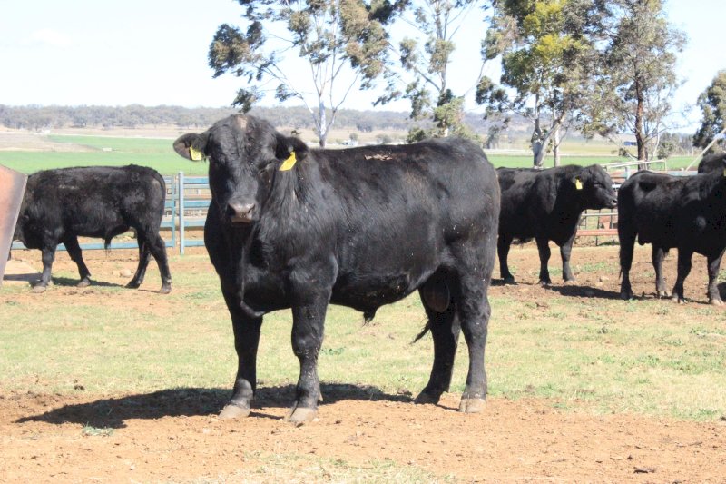 Angus Bulls (Temania Emperor and Granit Ridge Express blood lines)