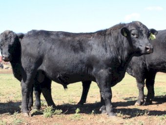 Angus Bulls (Temania Emperor and Granit Ridge Express blood lines)