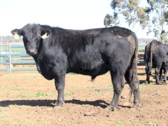 Angus Bulls (Temania Emperor and Granit Ridge Express blood lines)