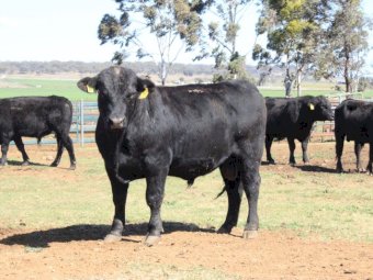 Angus Bulls (Temania Emperor and Granit Ridge Express blood lines)