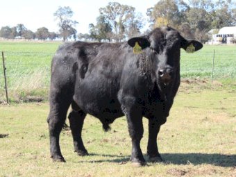 Angus Bulls (Temania Emperor and Granit Ridge Express blood lines)