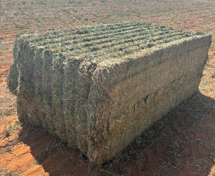 1200mt Vetch Hay 700kg 8x4x3 Bales (New Season 24/25)