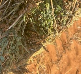 1200mt Vetch Hay 700kg 8x4x3 Bales (New Season 24/25)