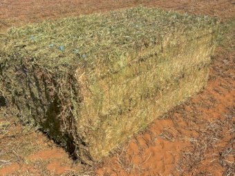 1200mt Vetch Hay 700kg 8x4x3 Bales (New Season 24/25)