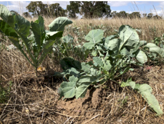 Blue Gorilla - dark purple green, re-growing forage rape