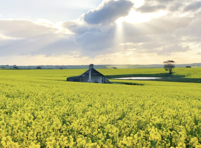 Phoenix Canola Seed
