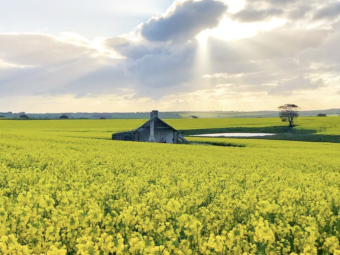 Phoenix Canola Seed
