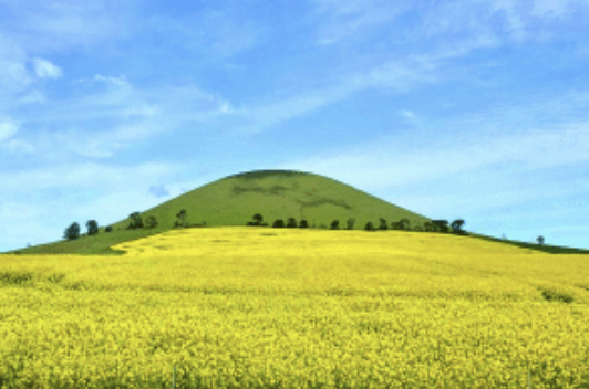 Captain Canola Seed