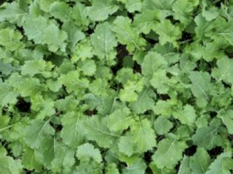 Captain Canola Seed