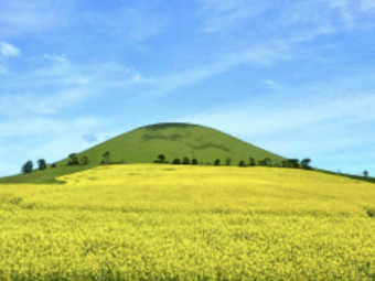 Captain Canola Seed