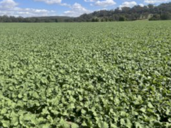 Captain Canola Seed