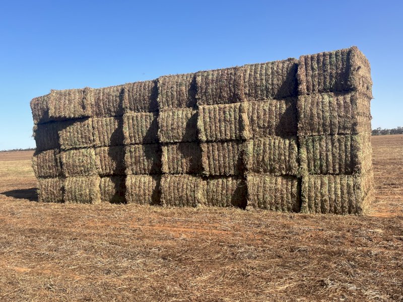 2024 Vetch Hay 8x4x3 Bales Ave 700Kg's