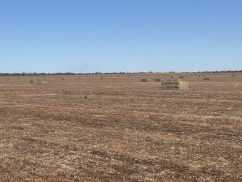 2024 Vetch Hay 8x4x3 Bales Ave 700Kg's