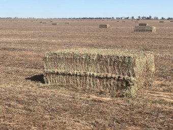 2024 Vetch Hay 8x4x3 Bales Ave 700Kg's