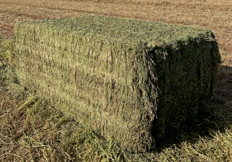2024 Vetch Hay – High Quality