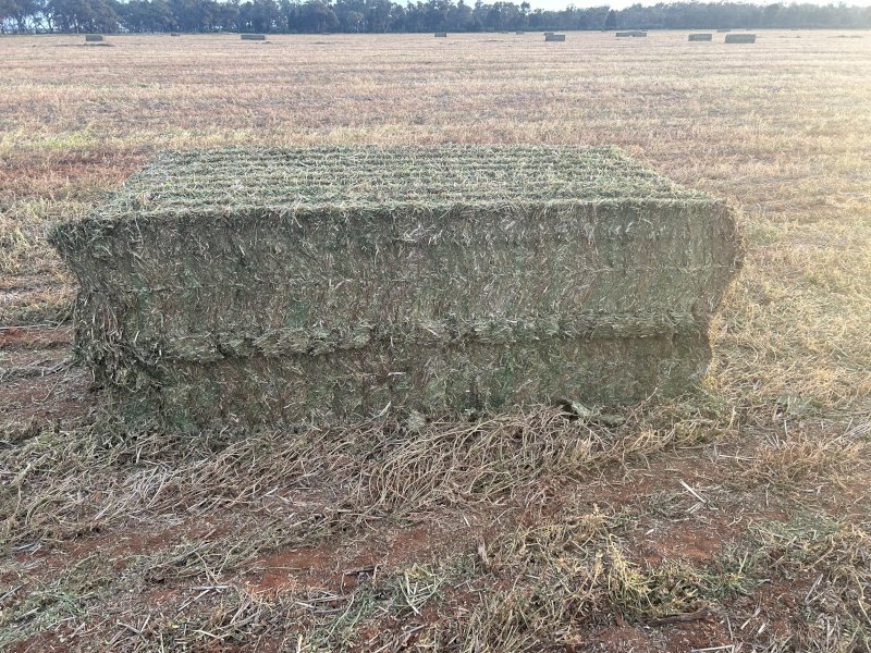 2024 Season Vetch Hay 8x4x3 Bales