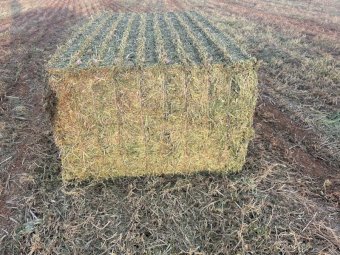 2024 Season Vetch Hay 8x4x3 Bales