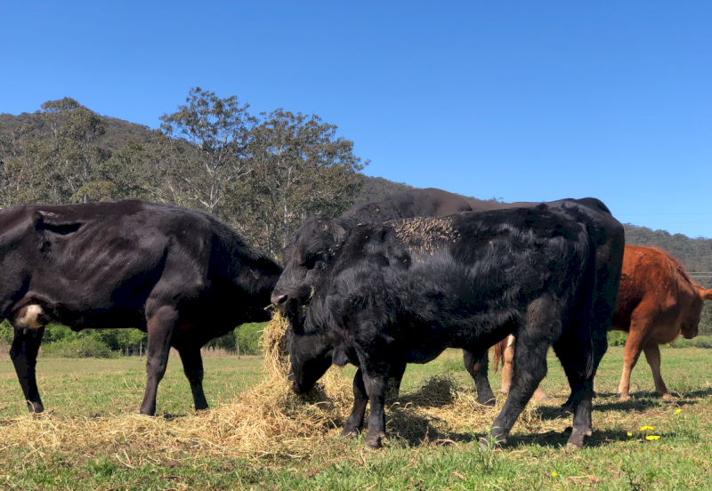 Mixed Cattle x 20