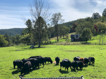 Mixed Cattle x 20