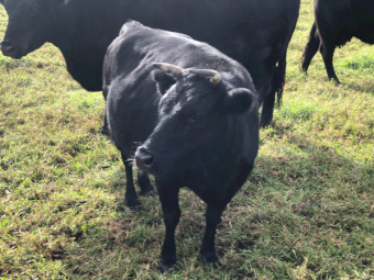 Mixed Cattle x 20