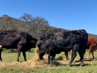 Mixed Cattle x 20