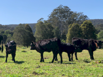 Mixed Cattle x 20