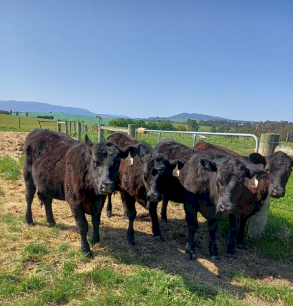 Angus Pure Bred Heifers x 6
