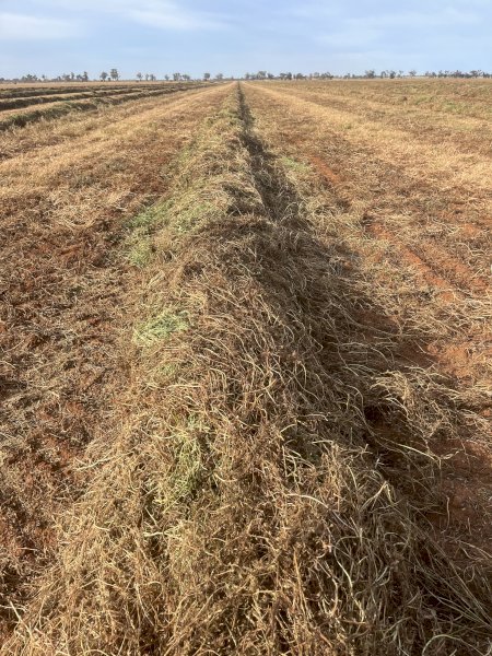 500 mt Vetch Hay  24/25 season