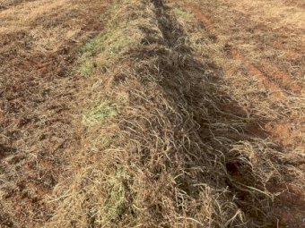 500 mt Vetch Hay  24/25 season