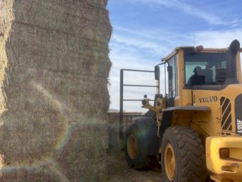 500 mt Vetch Hay  24/25 season