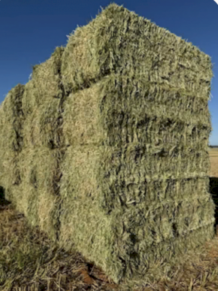 2024 Wheaten Hay 8x4x3
